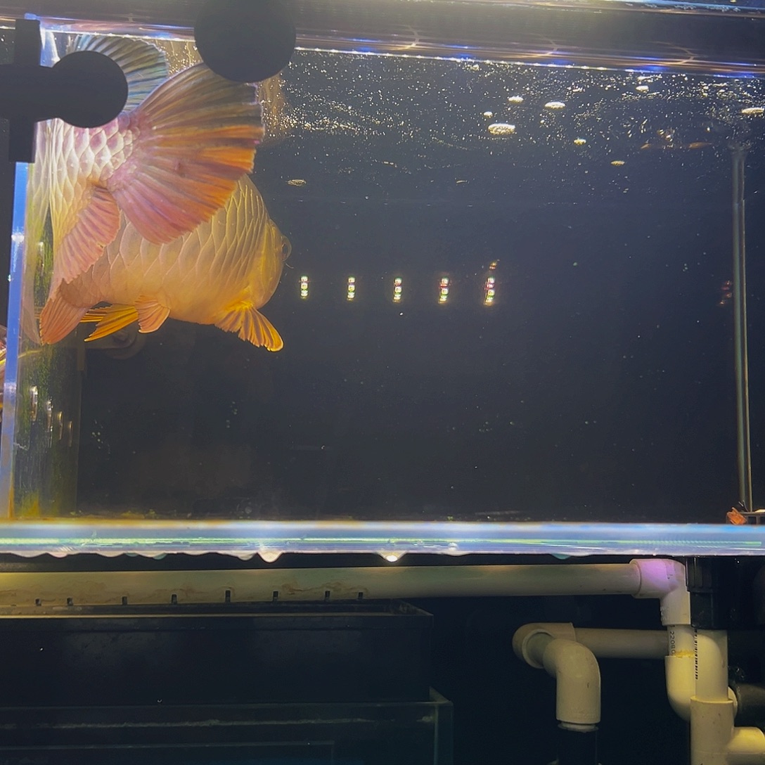 姚***亮海水鱼金龙观赏鱼热带鱼