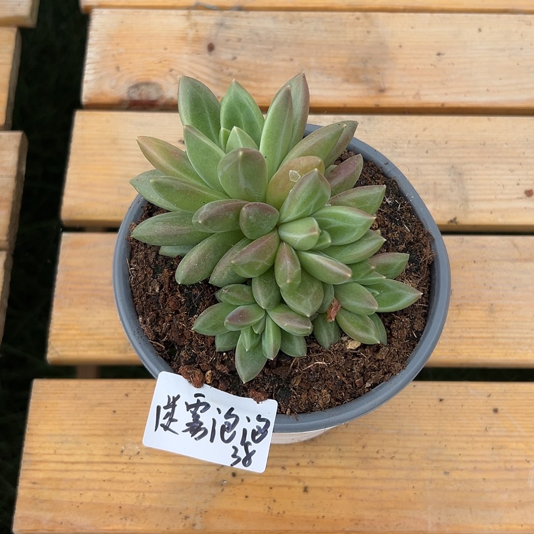 8-8-2迷雾泡泡多肉植物