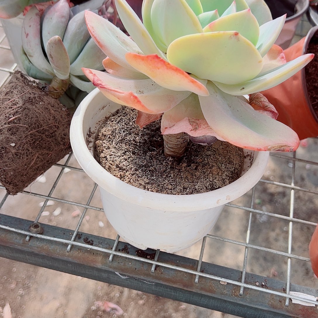 血凤大单头老桩特价