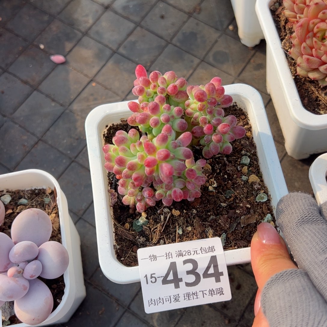 果冻乙女心多肉多肉多肉多肉