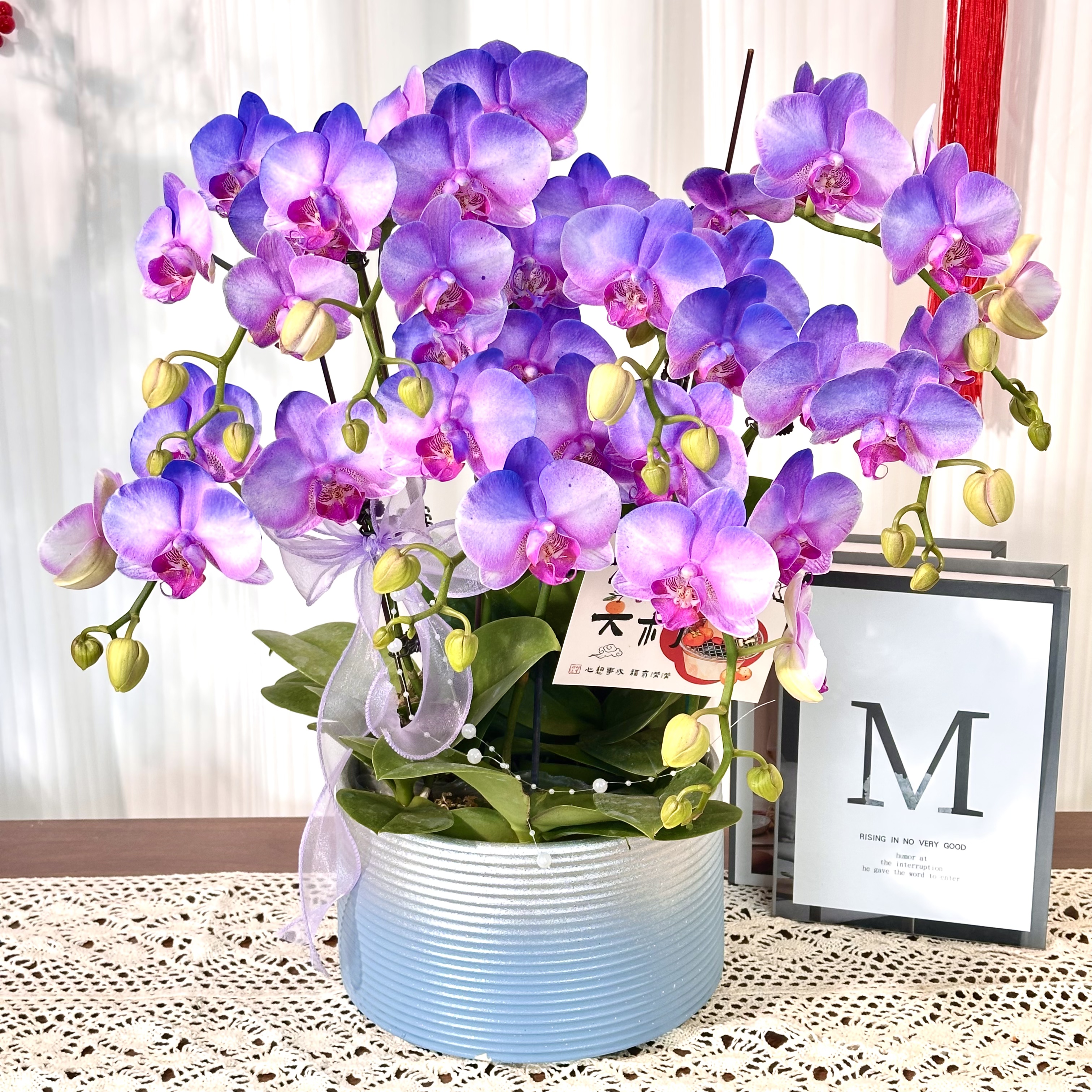 【星河】室内蝴蝶兰花盆栽  年宵花 喷色蝴蝶兰开花株  送人送礼