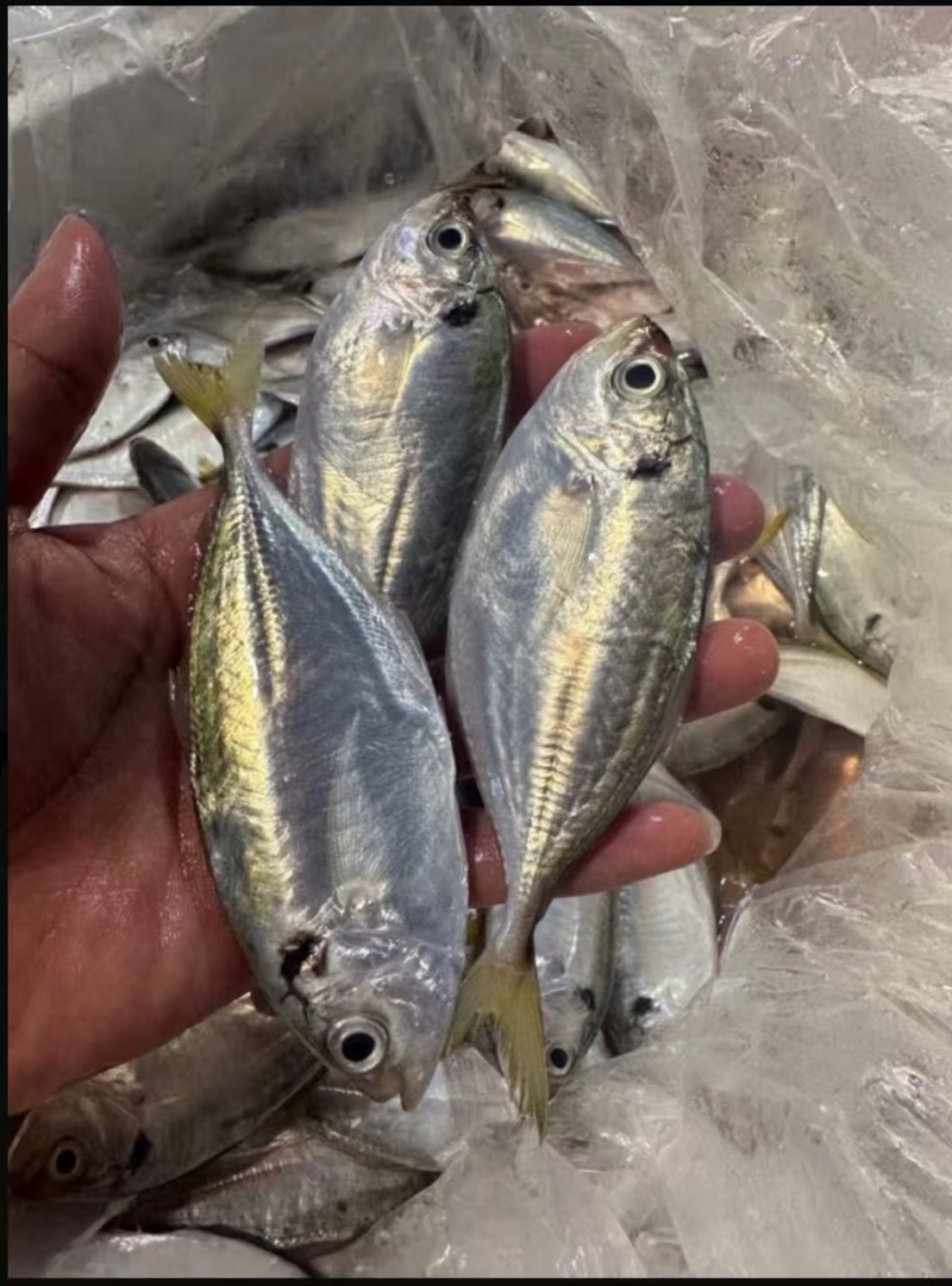 湛江本港新野生结尾鱼 结尾鱼 5斤顺丰包邮