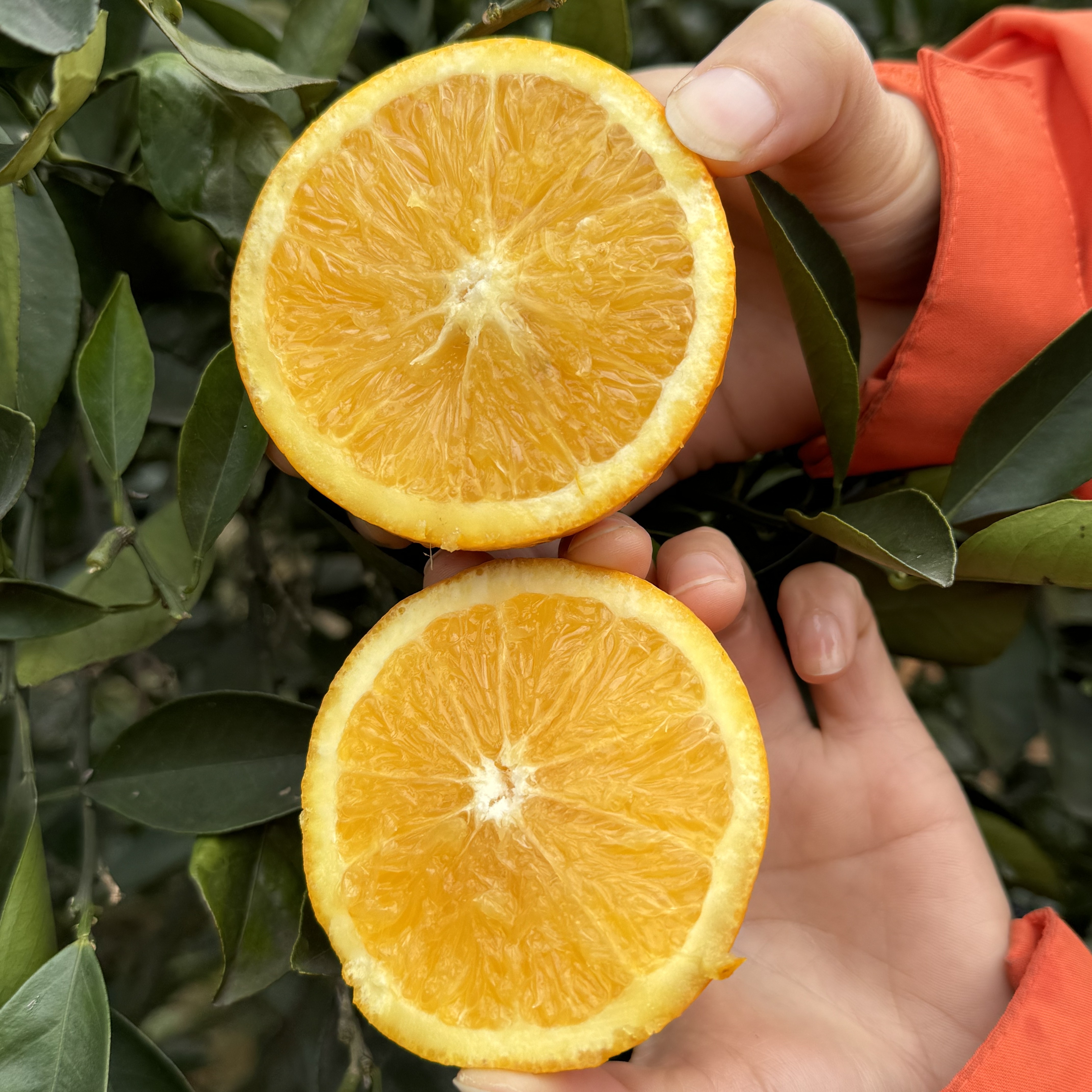 永兴冰糖橙，中果60-65mm，9斤左右顺丰包邮，甜，脆，无渣