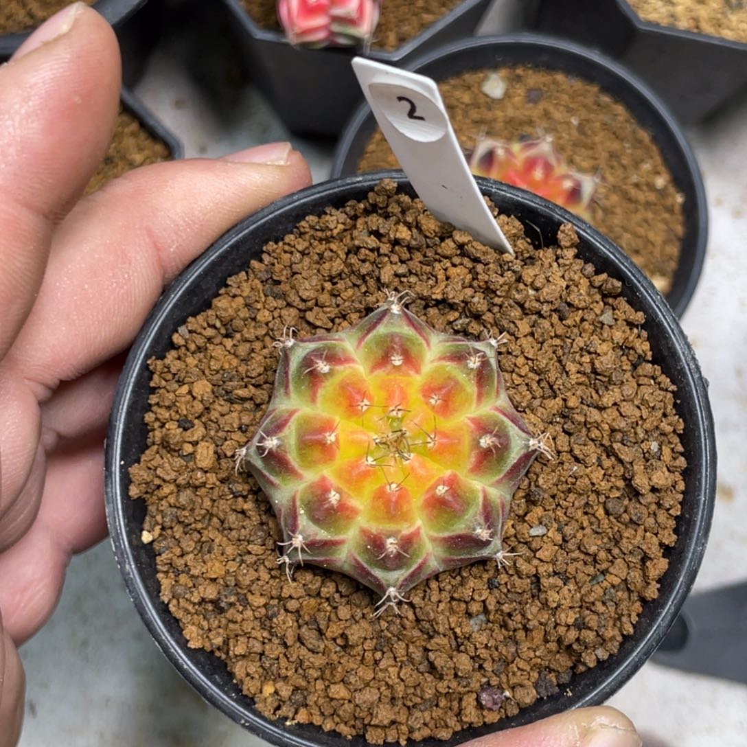 当前无花朵，栽培后可花朵皇氏轮回