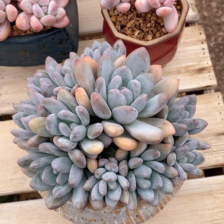 香水 韩货精品666