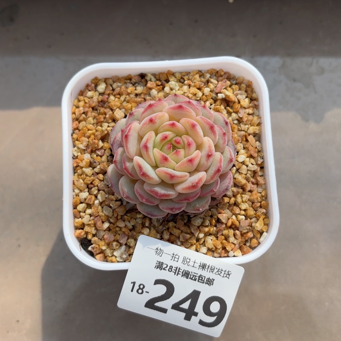 白胖子多肉多肉多肉