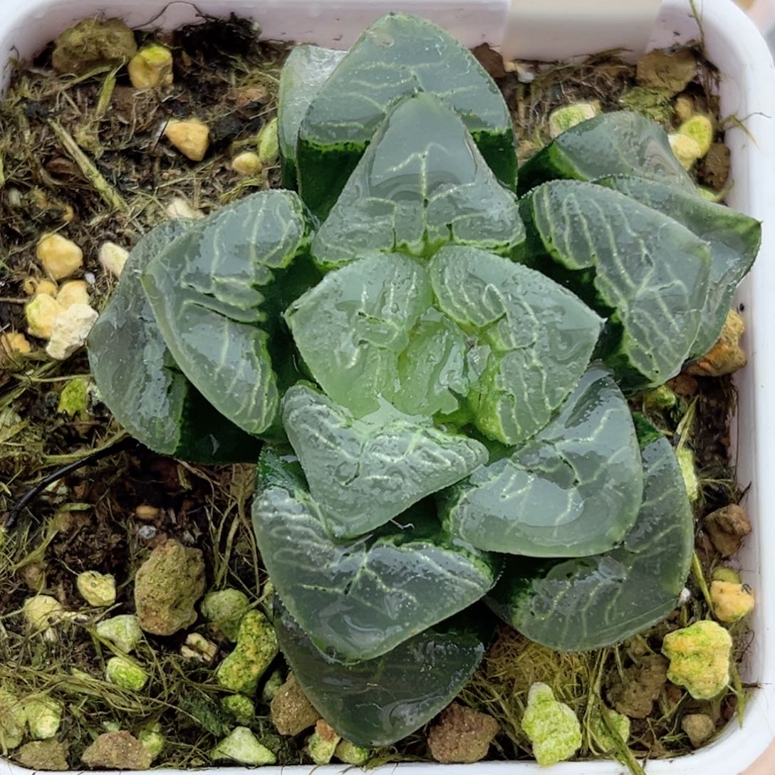 24祥云克福利专场