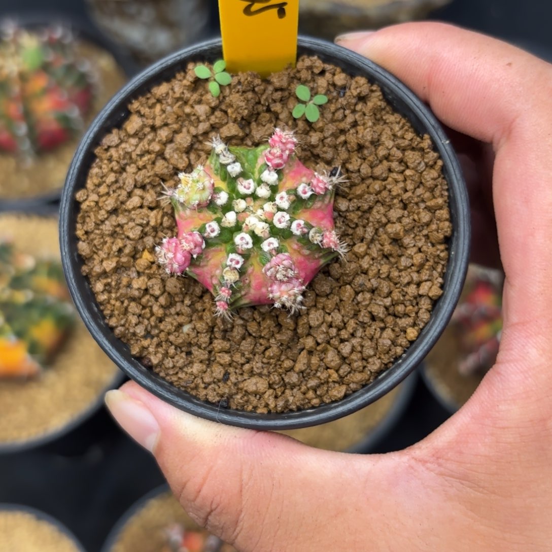 猪***猫265-1225泰国发货多肉