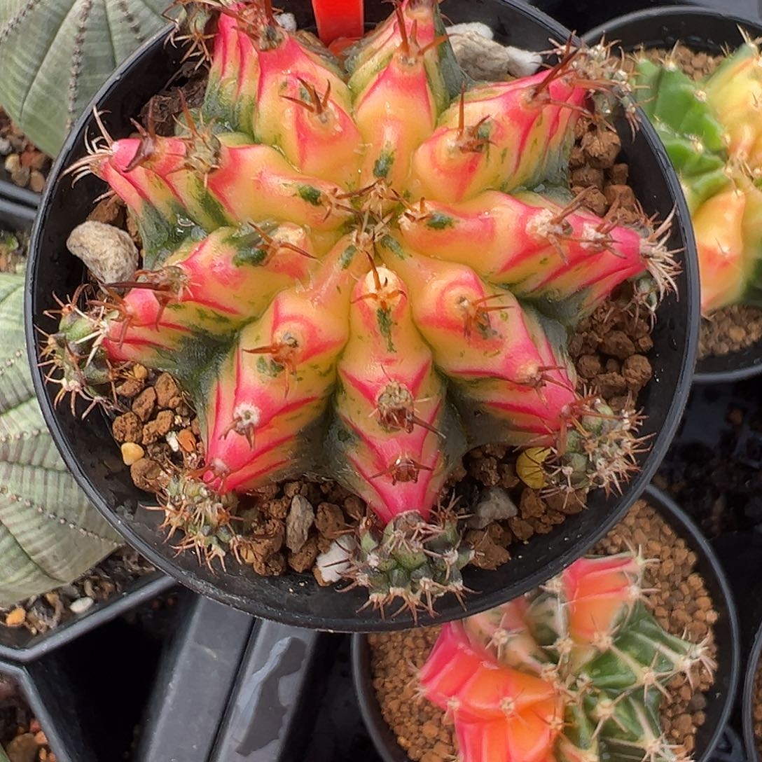 1-189名品好彩4.9厘米