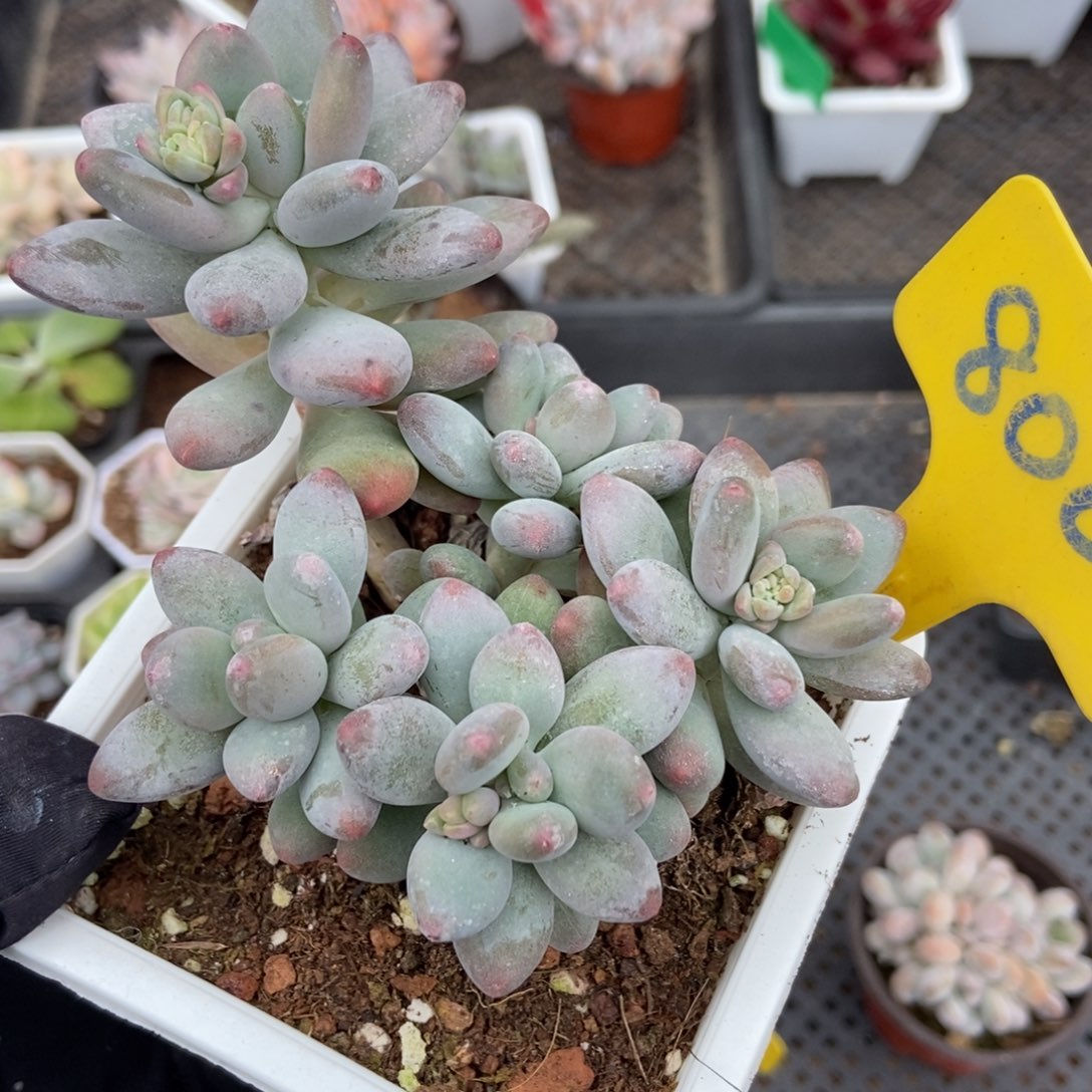 800苹果奶多肉植物多肉