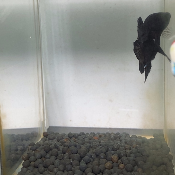 斗鱼泰国斗鱼254号