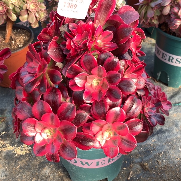 1389美杜莎多肉植物