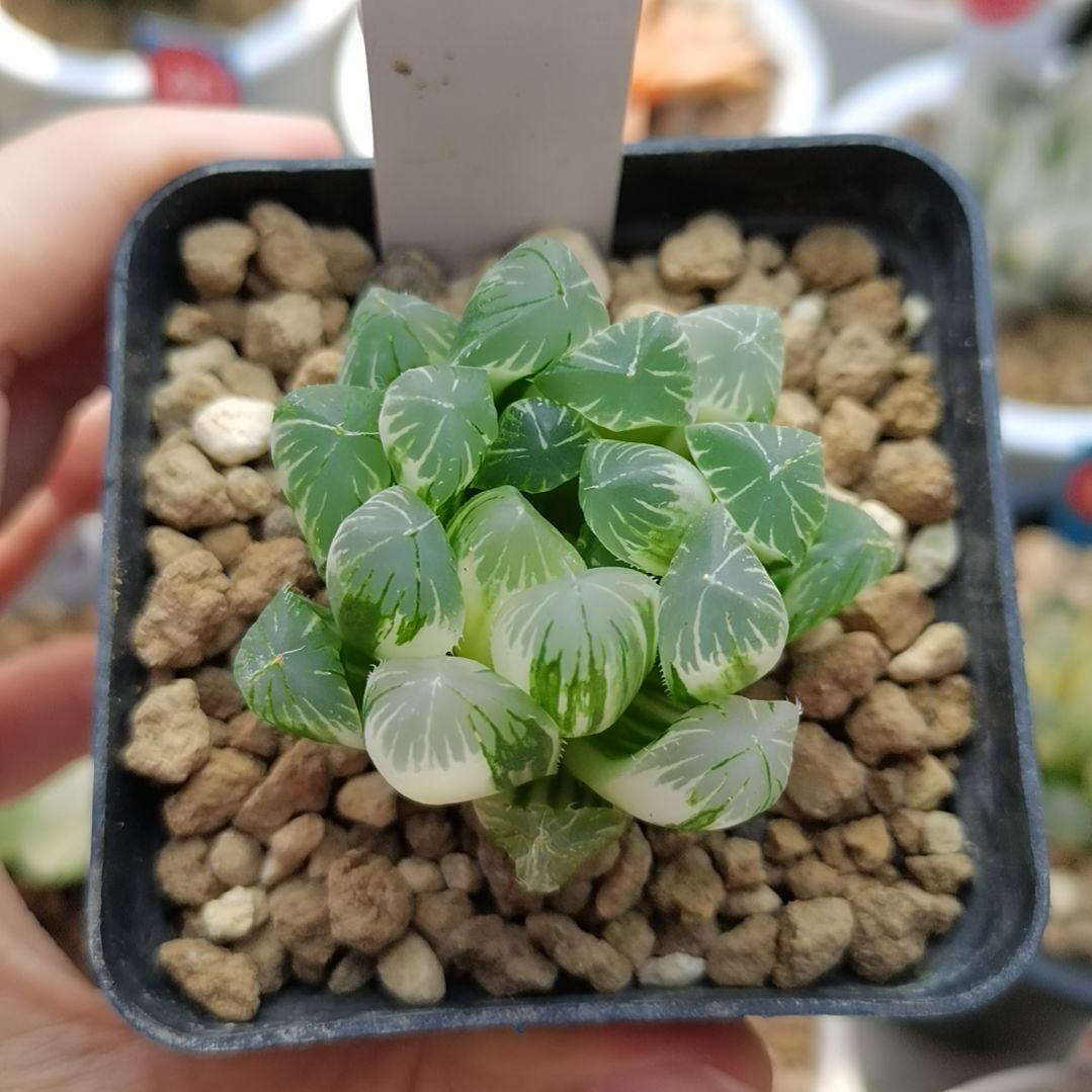 165号实生玉露锦一物一拍带盆土发货