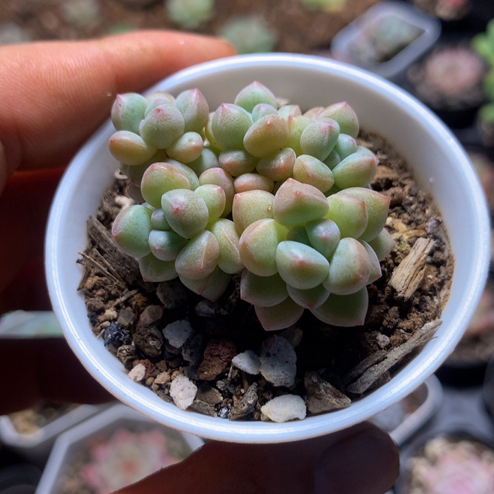 泡泡糖多肉一物一拍