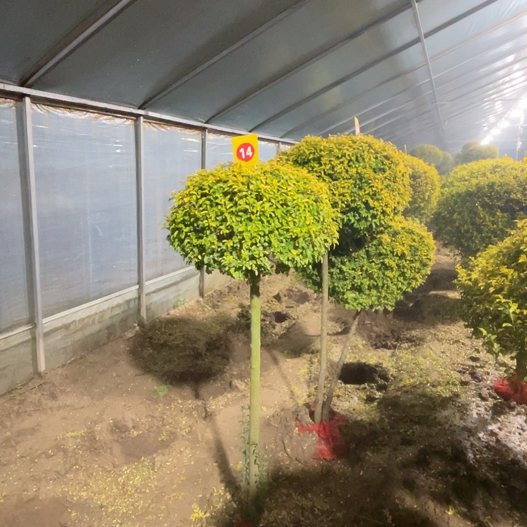 小***！无花朵棒棒糖亮晶女贞造型