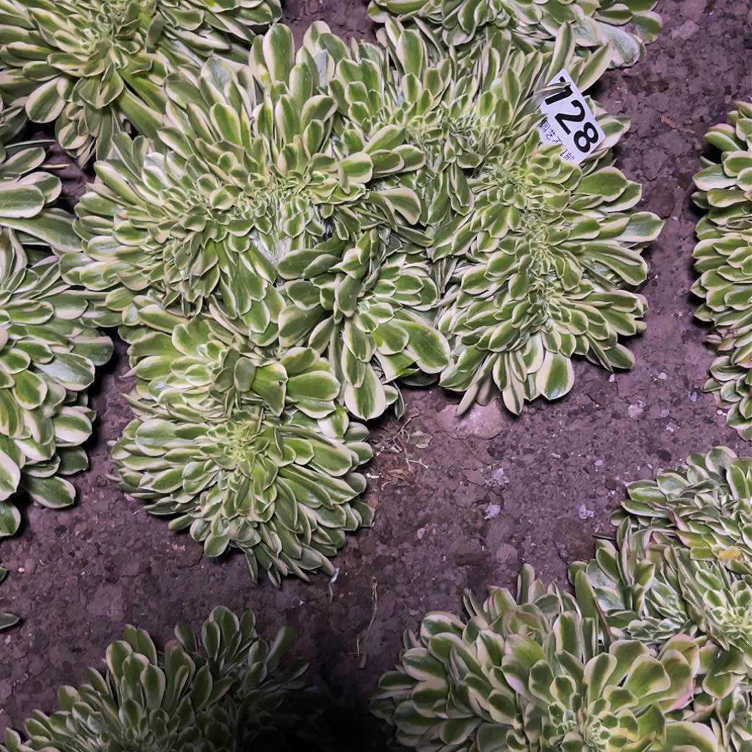 法师法师16-14包邮法师