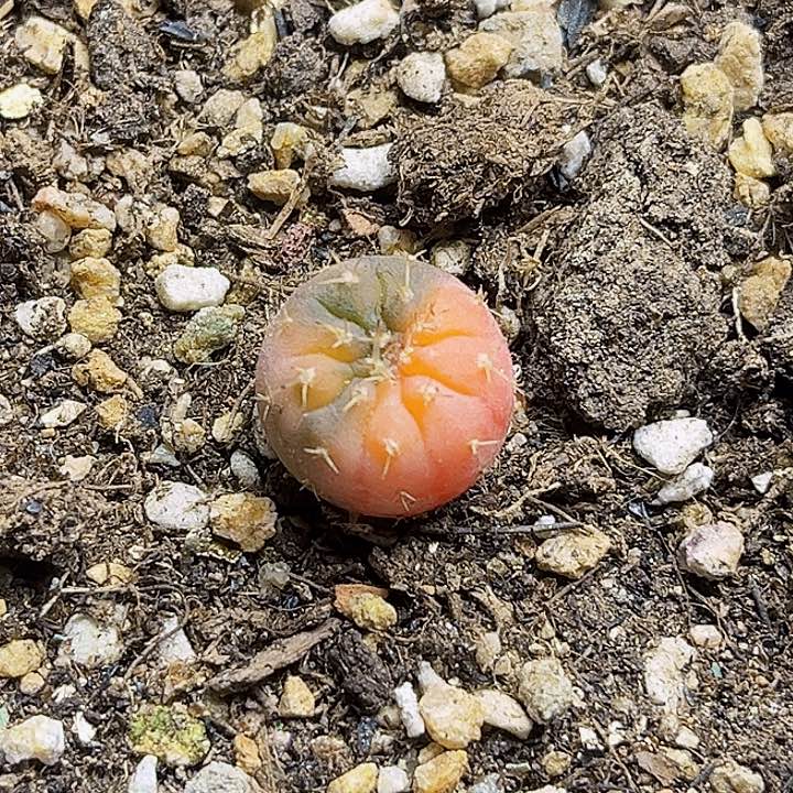 花刺怪龙丸锦实生球1.6公分
