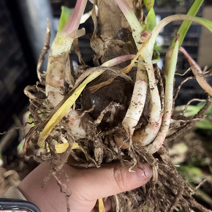 朱顶红发簪6厘米带侧