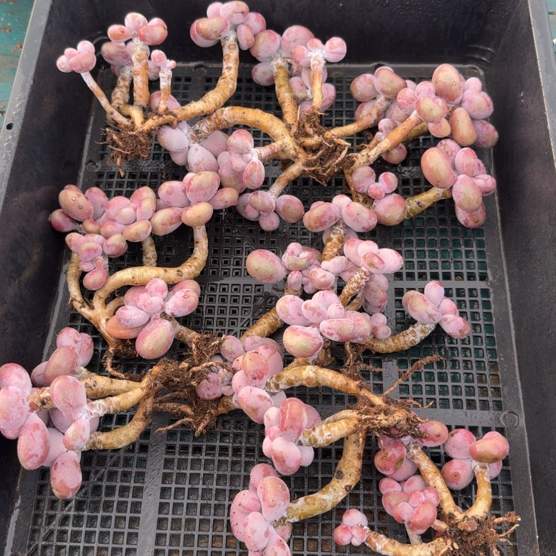 从前慢多肉精选编号1124.腰子蛋四头