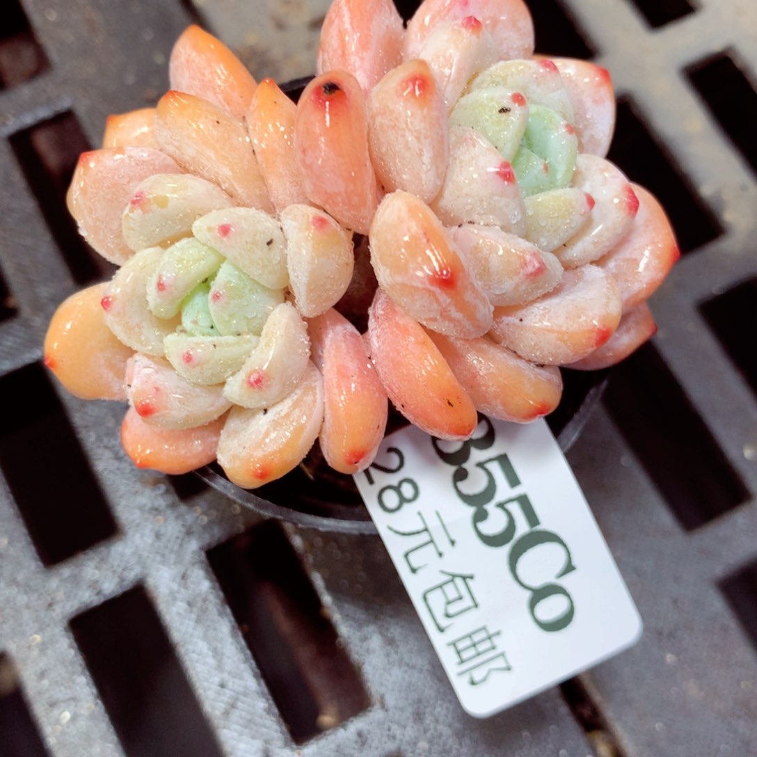 5厘米盆精控多肉355