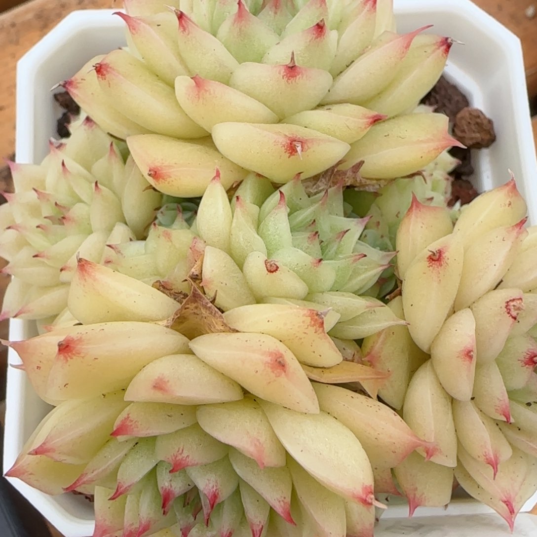 花语逸镜0207-391散