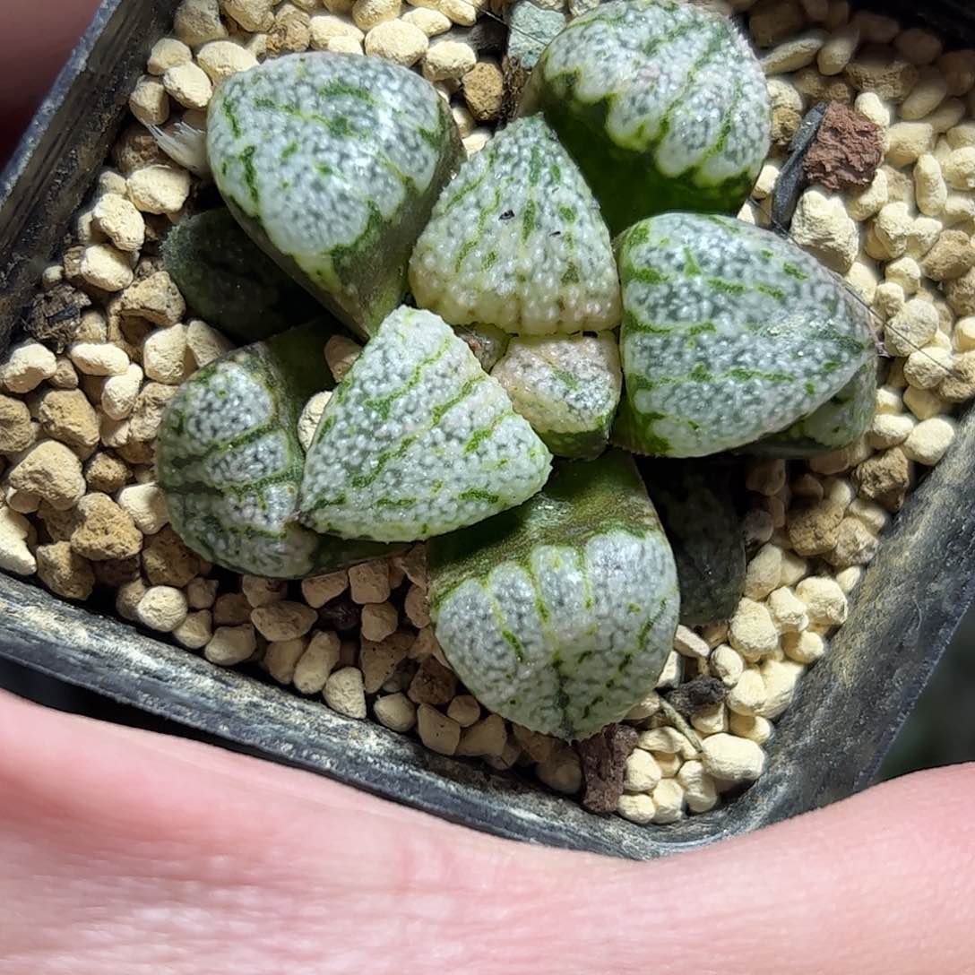 实生白银十二卷多肉植物