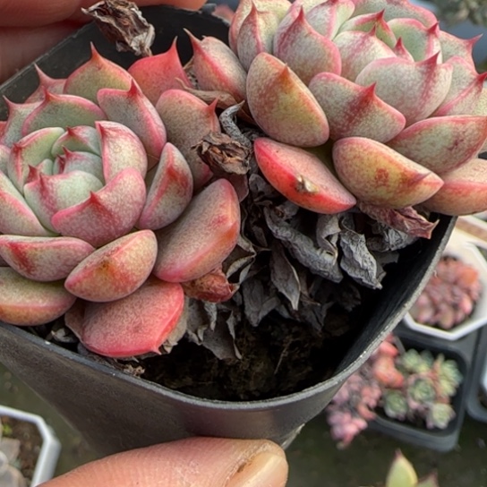 74笨吧多肉植物多