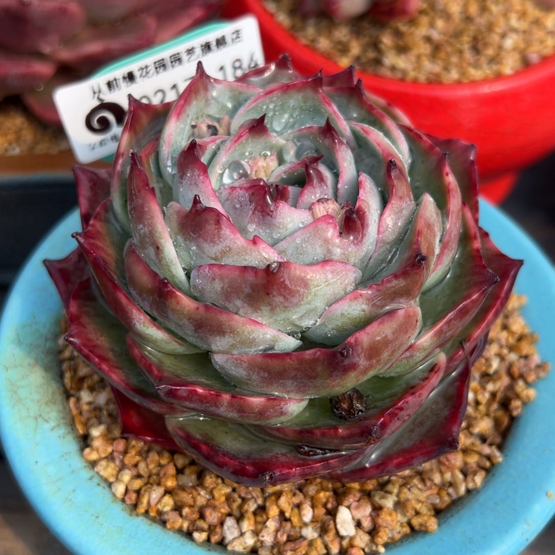 从前慢多肉精选编号0217.184