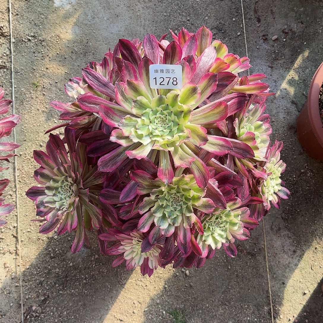 多肉法师琉璃1278