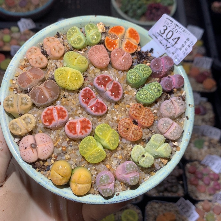 精品生石花226.304