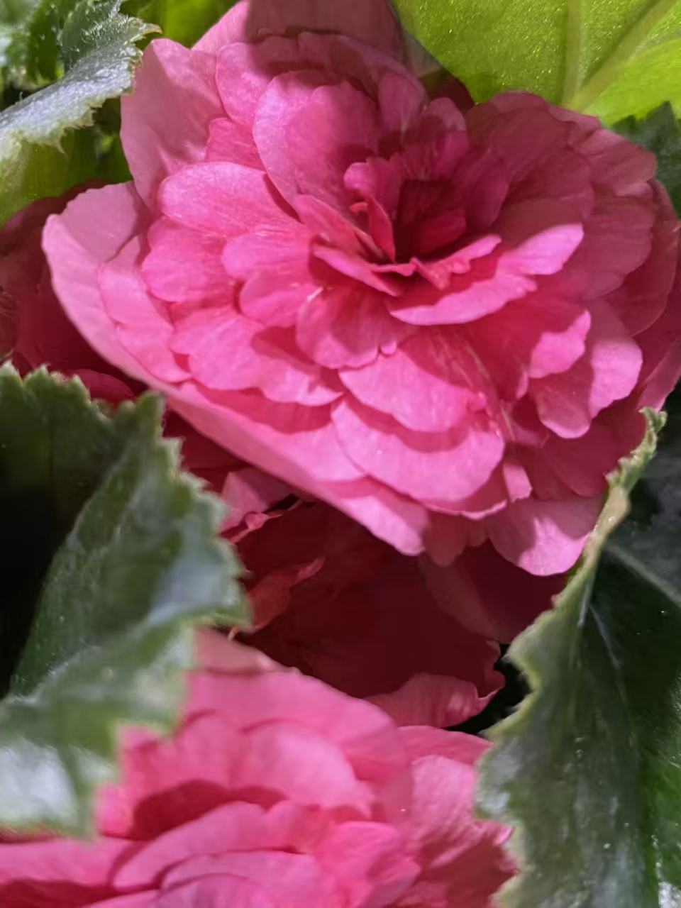 【风暴】丽格海棠多年生四季开花玫瑰海棠室内花卉