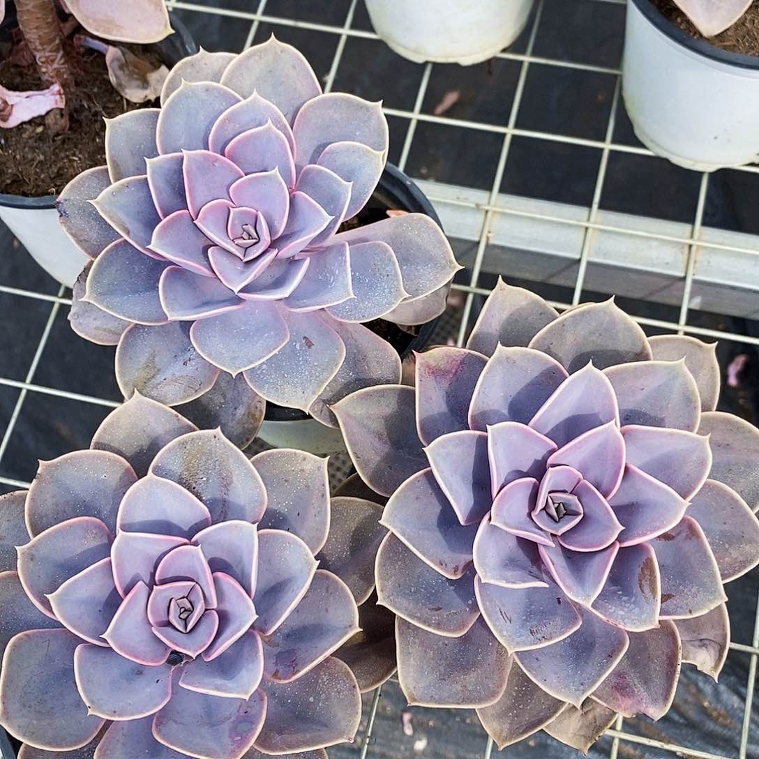 紫丁香大单头老桩3盆