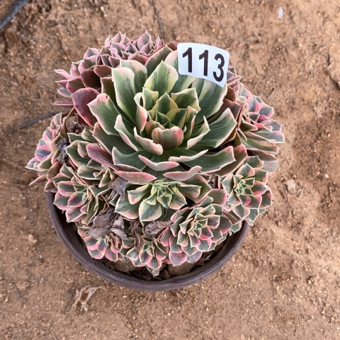 113满十八包邮偏远勿拍