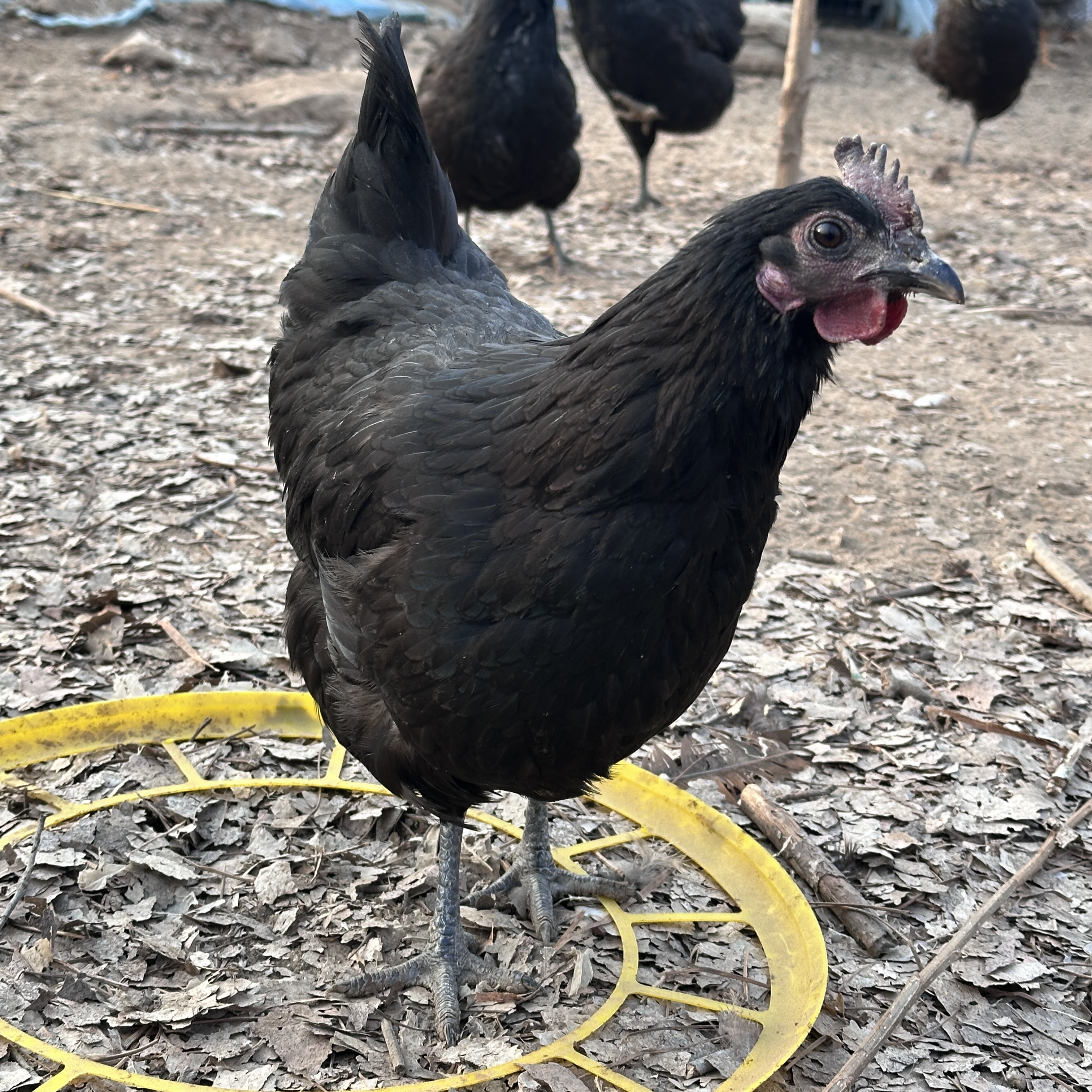 五黑乌鸡纯粮食散养正宗五黑鸡乌骨鸡新鲜现杀