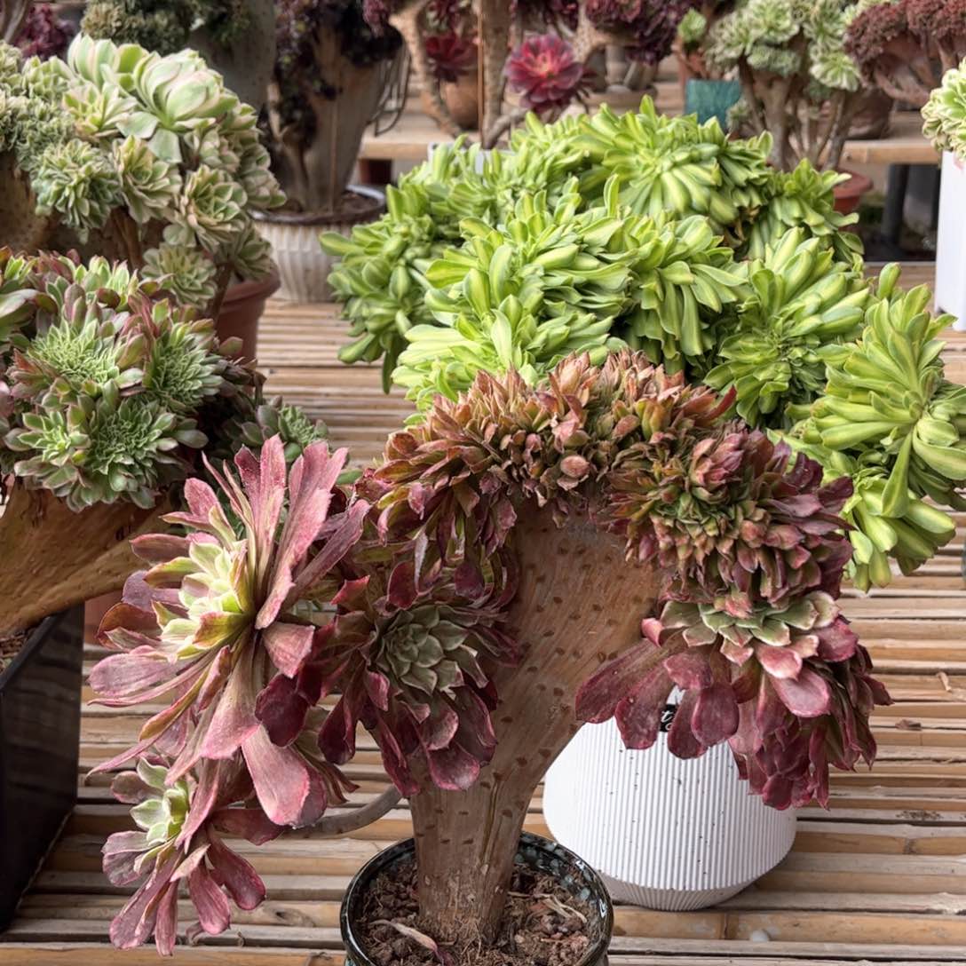 水墨画朵朵精品福利