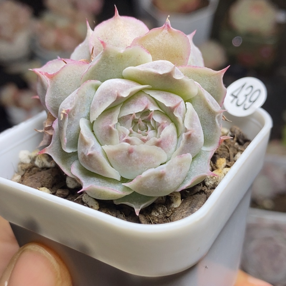 精品多肉小冠服439