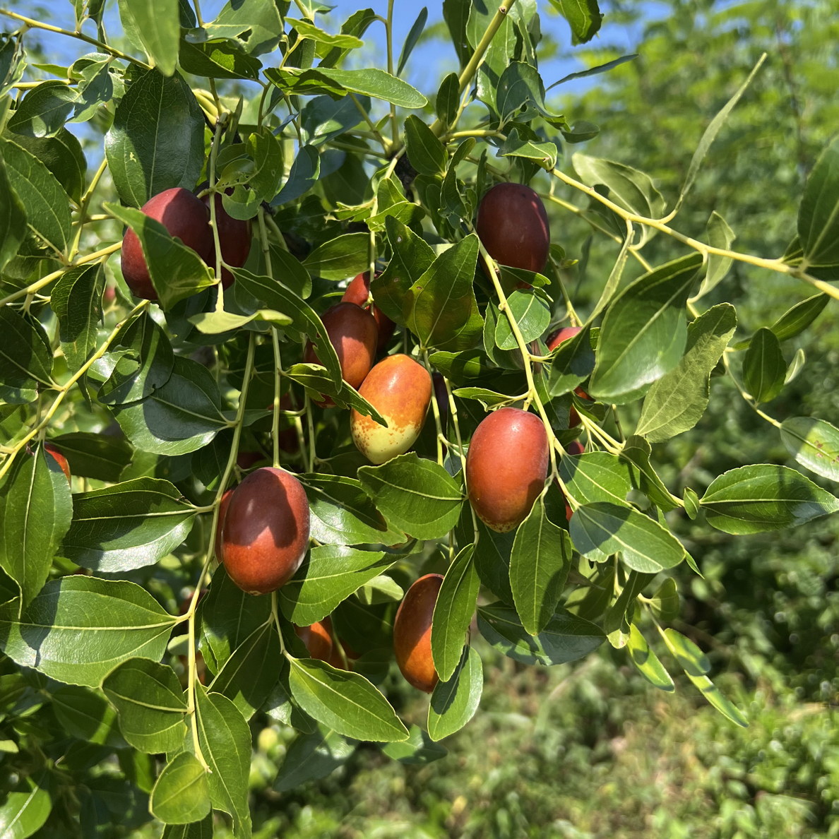 朝阳东北本地大枣（辽宁省内可拍，鲜红枣鲜枣大枣混发鲜鲜枣大枣