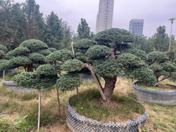【一树一拍】罗汉松 盆栽 地栽 园艺 直播间预付链接