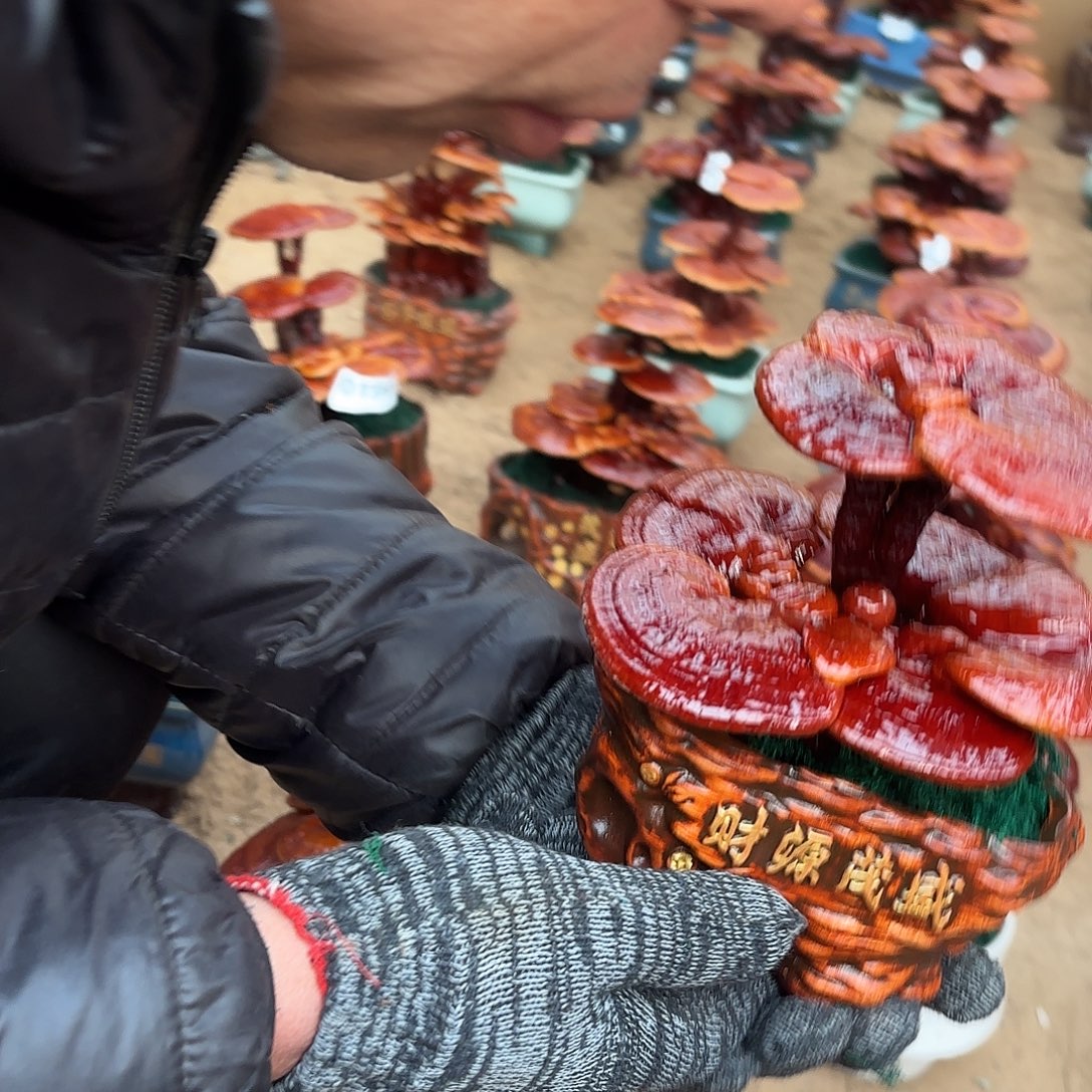 无花朵灵芝是我国著名植物