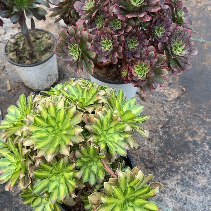 韶华➕水果糖包邮。         