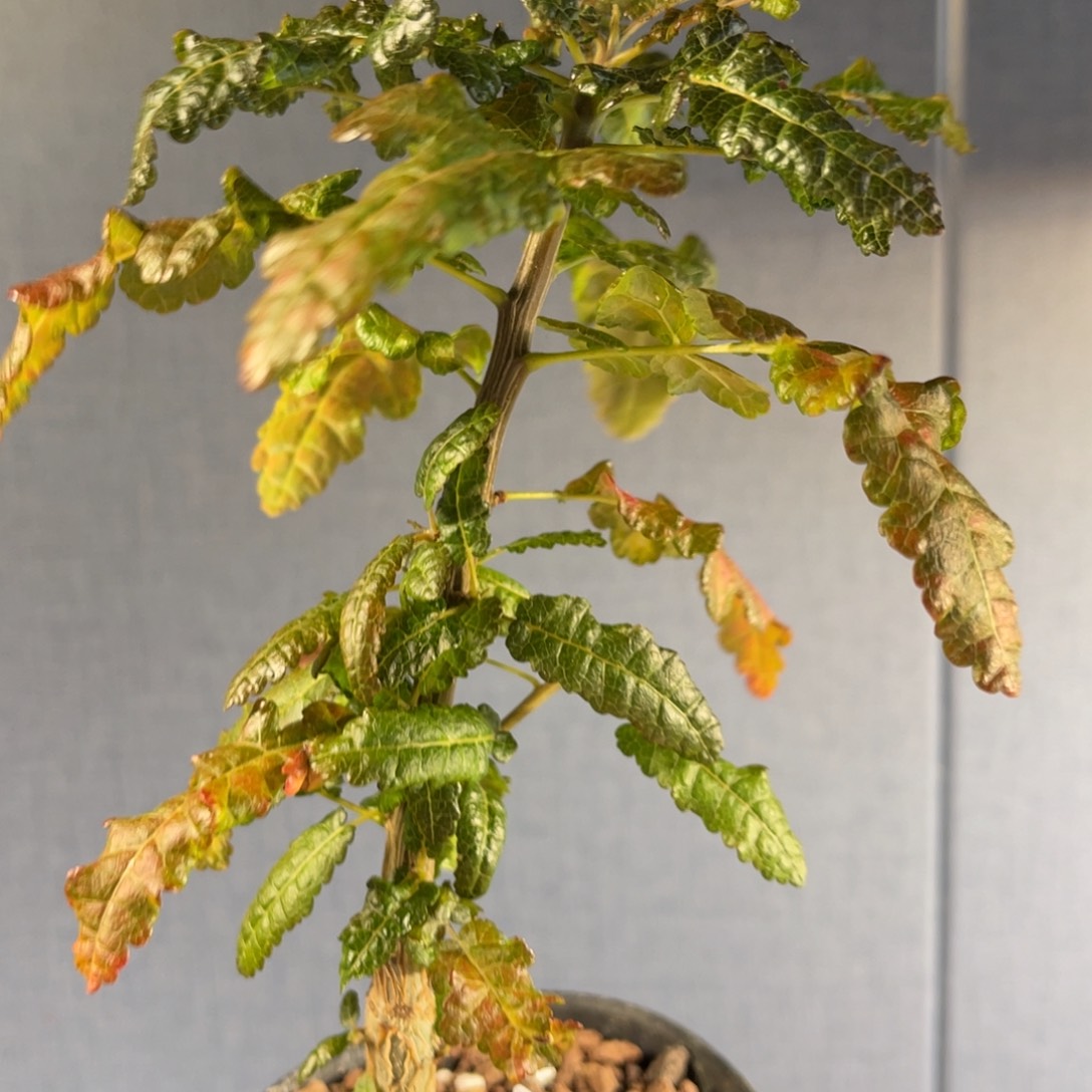 索娜乳香实生带盆