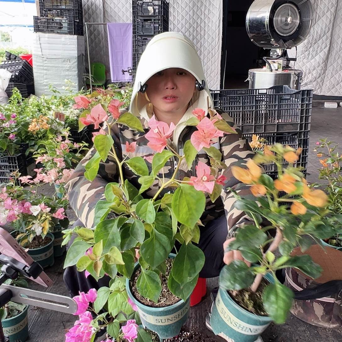 当前无花栽培后可以开花日落，蒙娜丽莎黄日落，漳红樱掌中宝组合