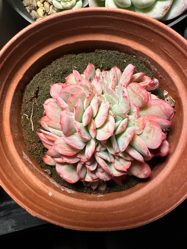 程成多肉植物布鲁蓝缀