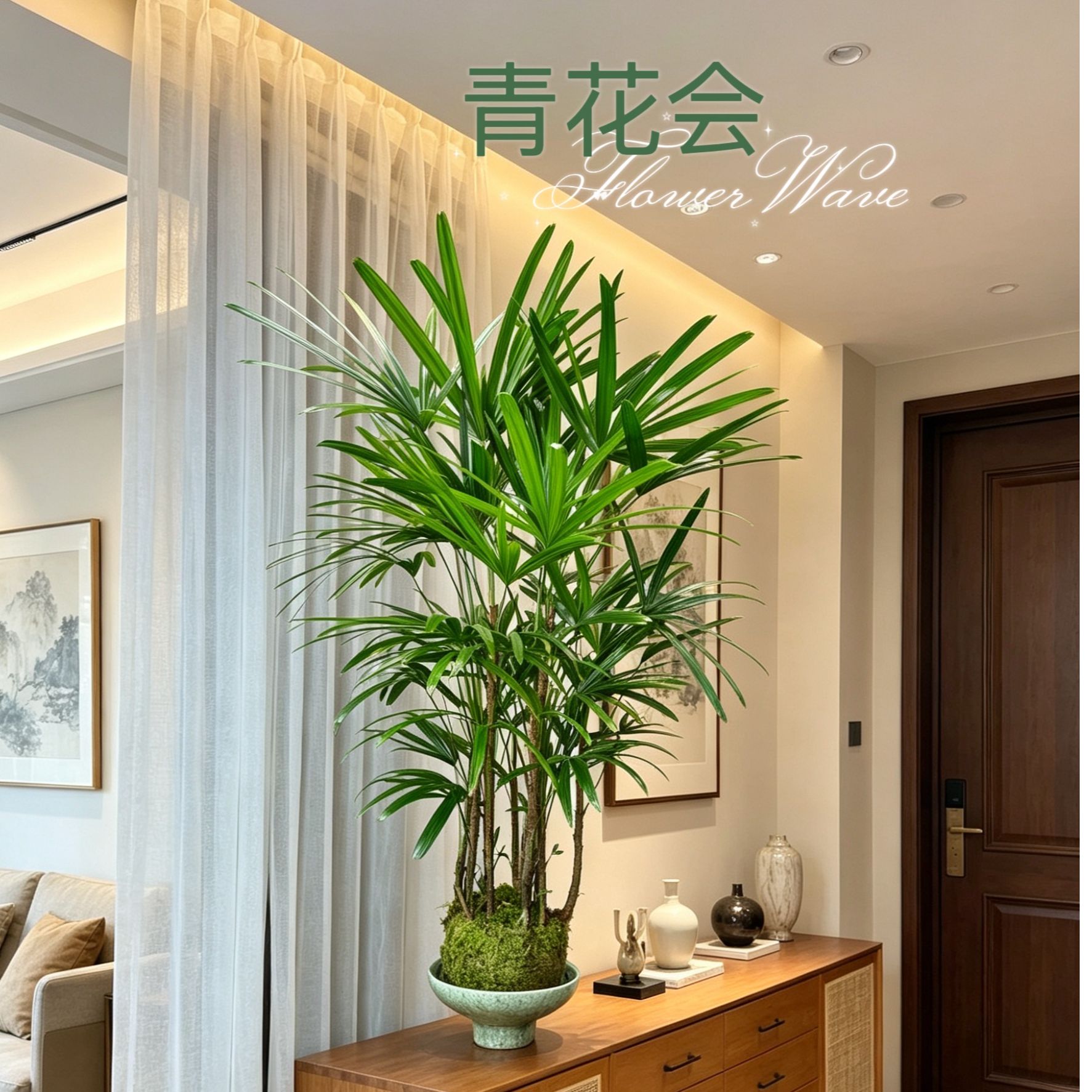 90-100cm金山棕竹苔藓球水培绿植室内大型植物净化空气耐阴好养