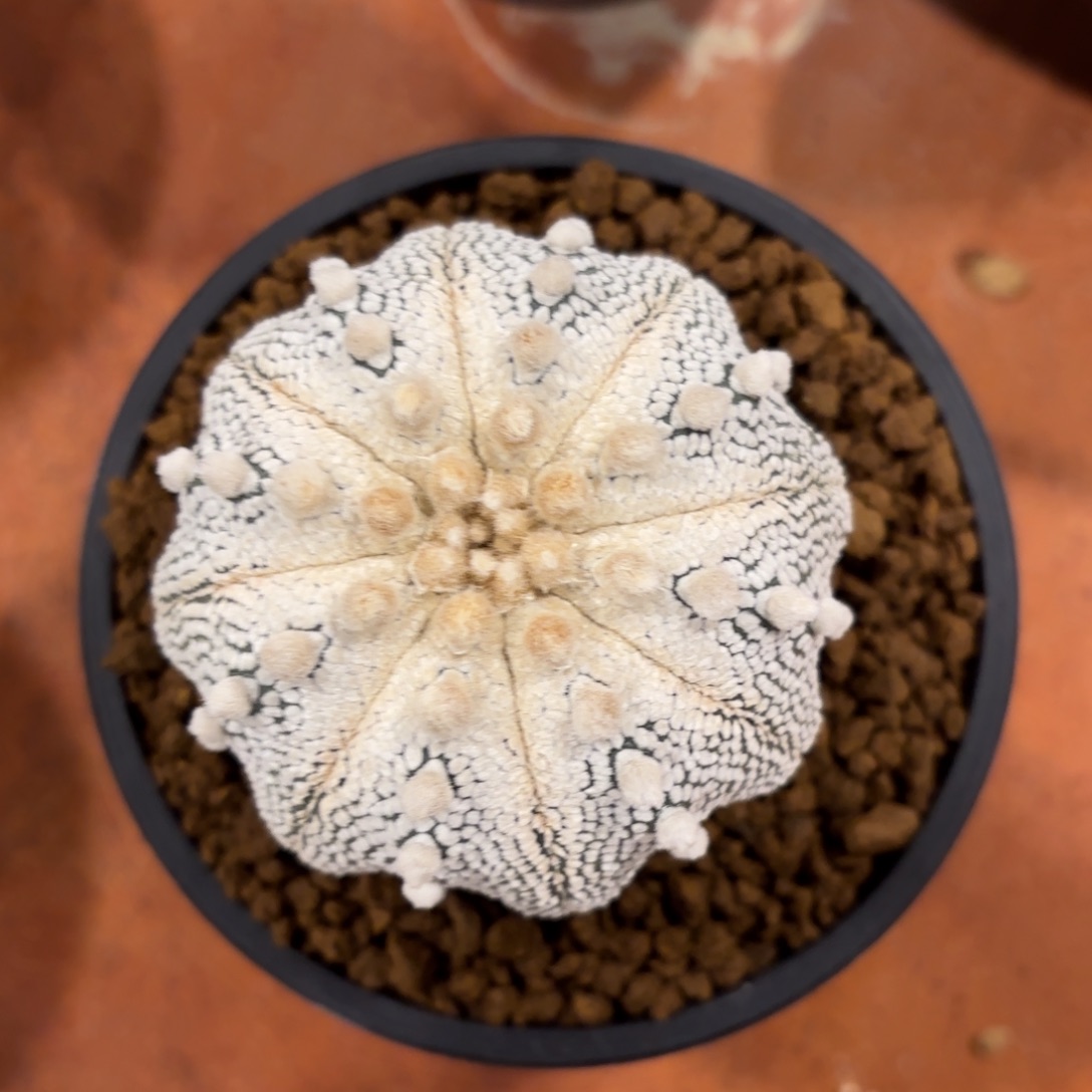 奇迹兜带盆包邮的