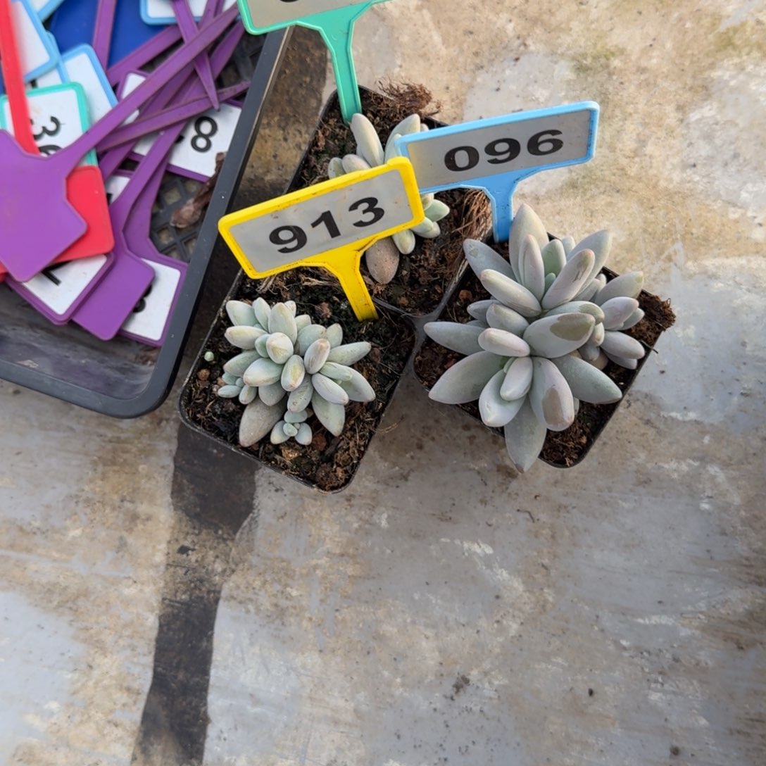 袁***儿多肉植物企鹅群350/913/096