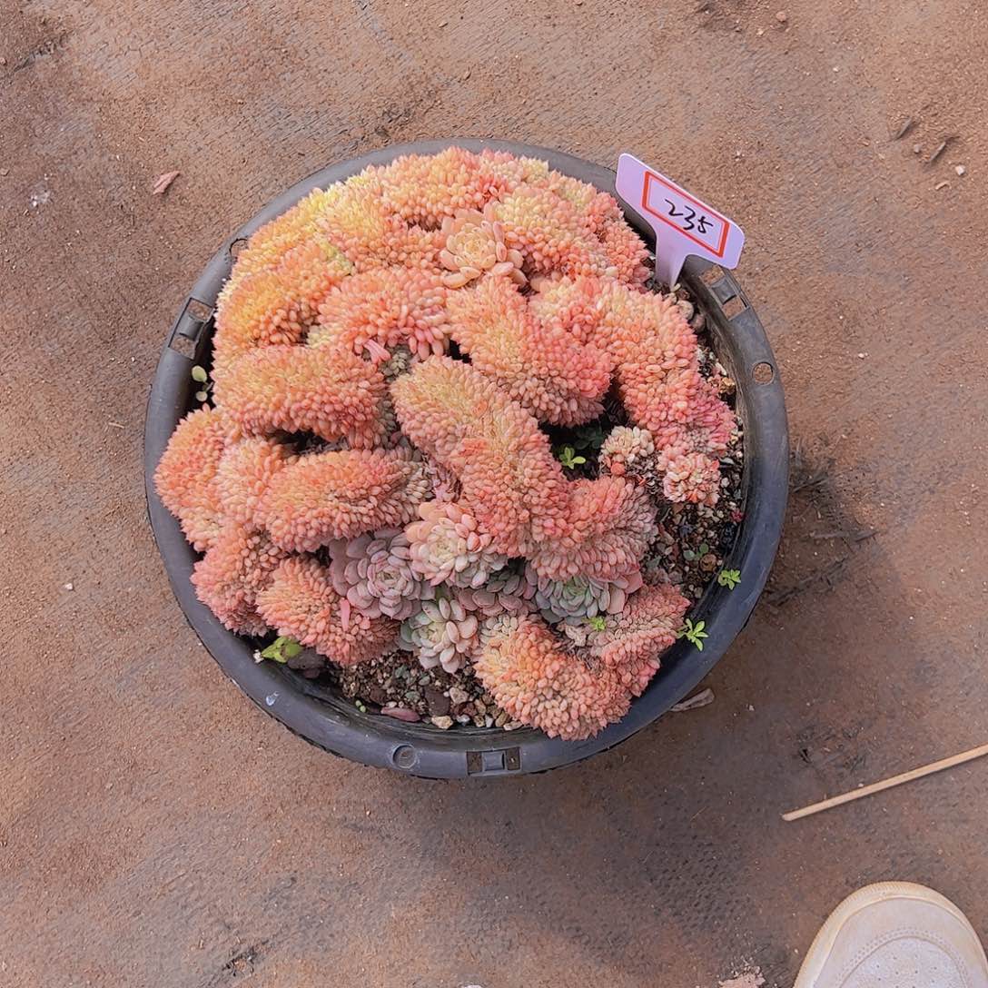 小*子235白胖子缀88。。