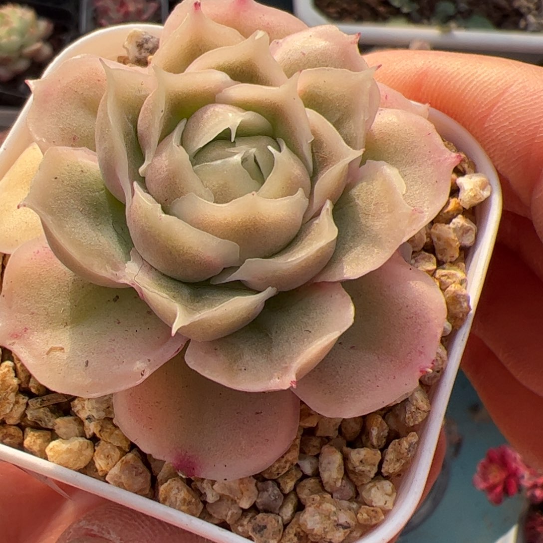 111 满38包邮一物一拍