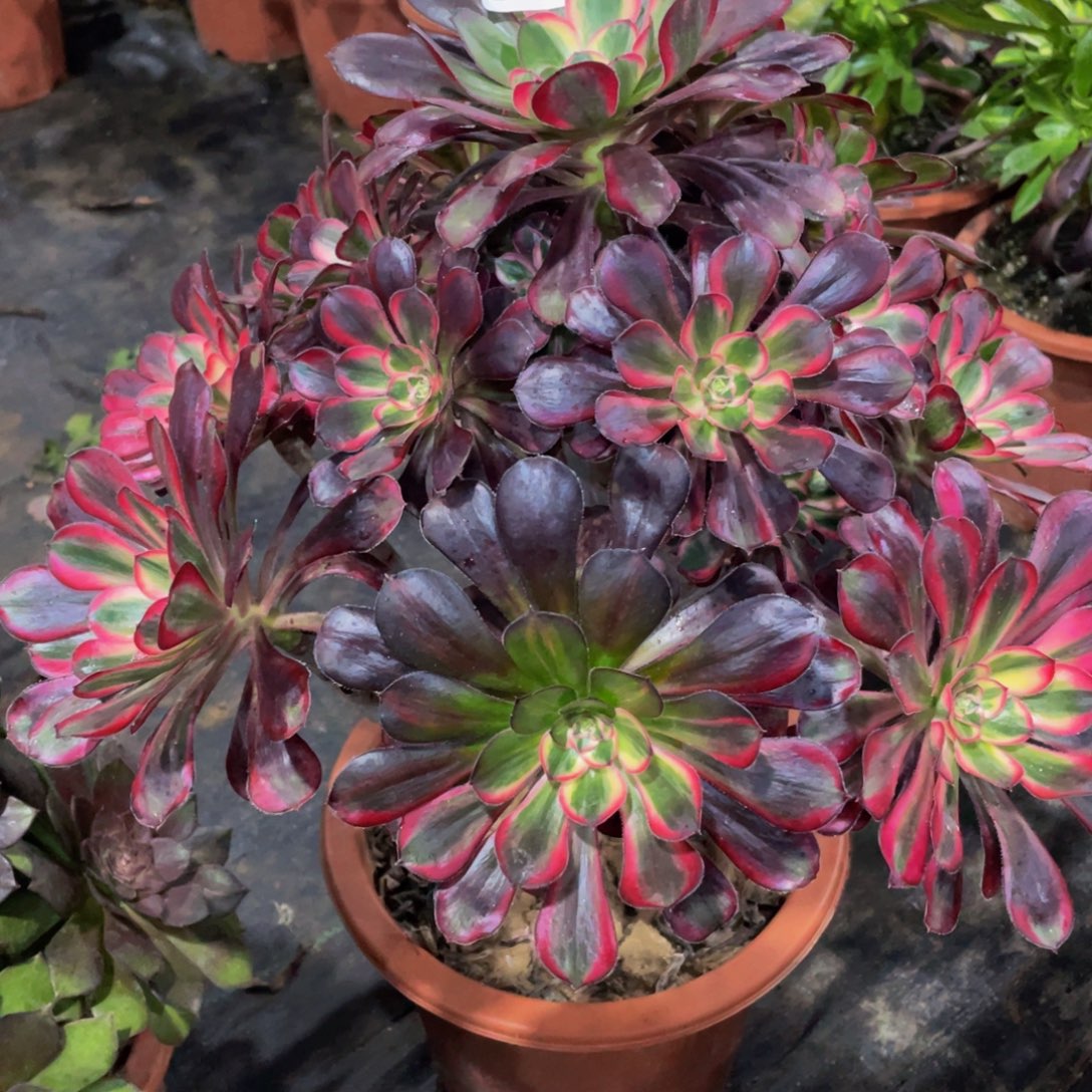 晨***Z217丽娜111111多肉