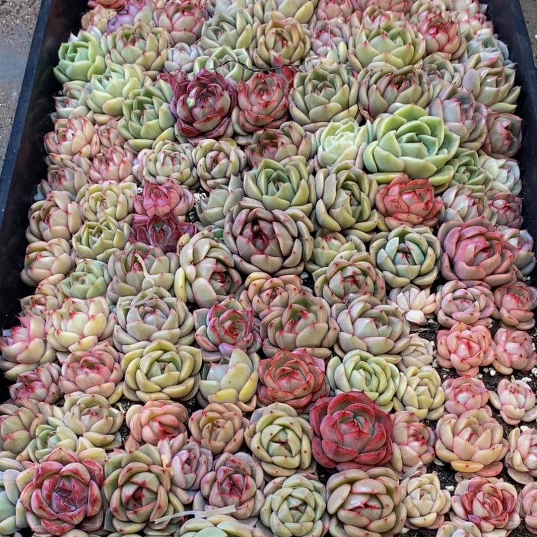 ?****?945的人都是这样吧。